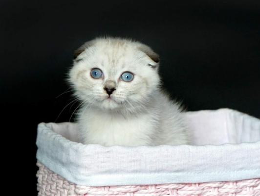Gorgeous scottish fold kittens available